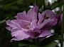 Hibiscus syriacus Ardens3